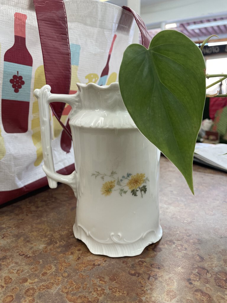 Vintage Pitcher - Sweatheart Pothos in LECA. Microfeed weekly along with fresh water.