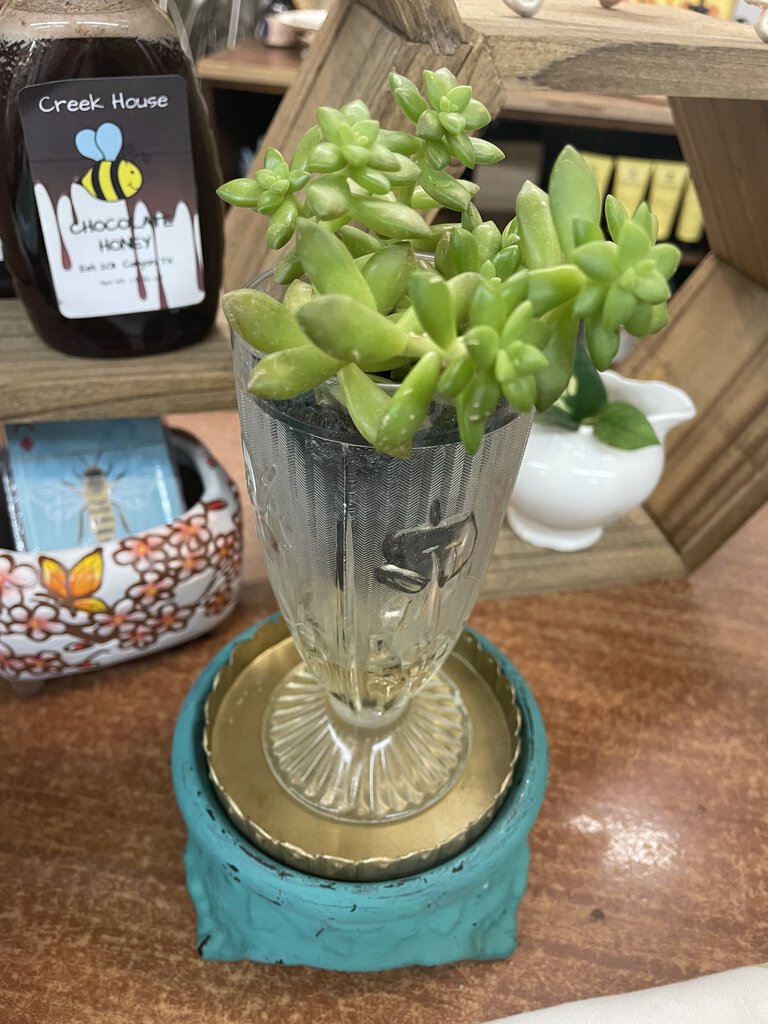 Ice cream cup with Succulent
