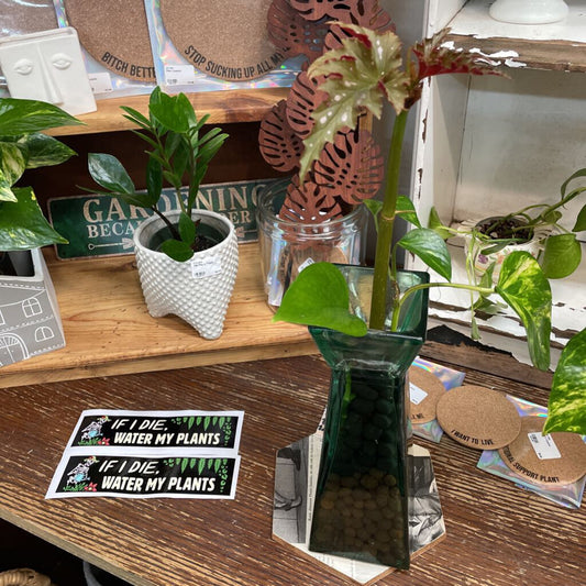 Angelwing Begonia, Marble Pothos, Jade in hydro Green Vase