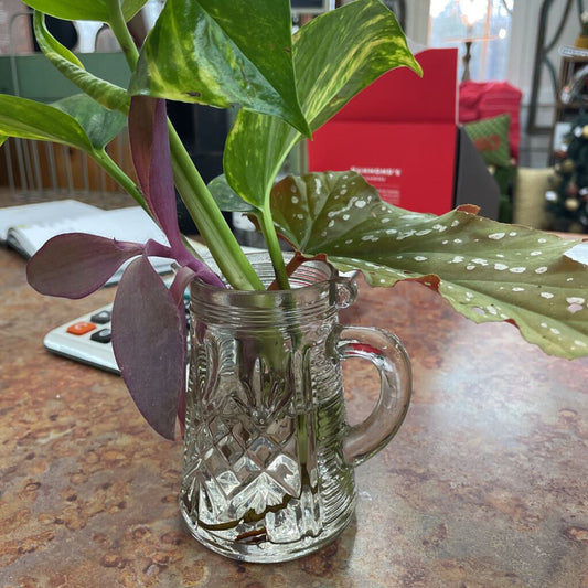 Angelwing Begonia, Pothos, Purple Heart in vintage pitcher